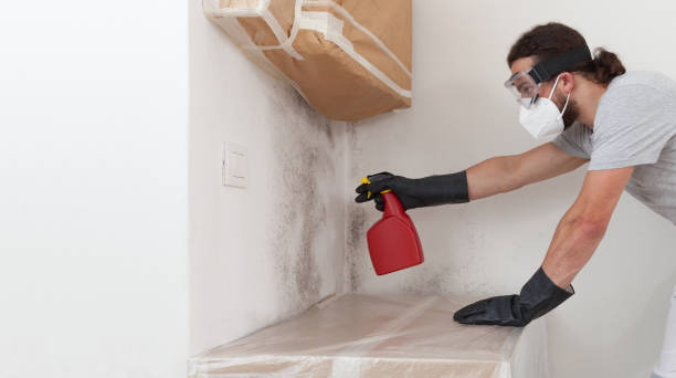 Professional Black Mold Removal technician working in Englewood, NJ